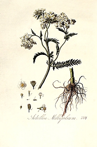 achillea millefolium