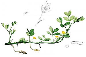 arachis hypogaea