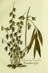 bambusa