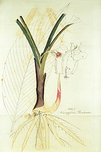 boesenbergia pandurata