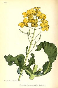 brassica oleracea var. italica