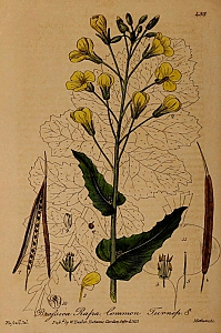 brassica rapa ssp. pekinensis