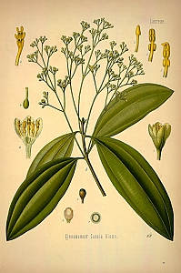 cinnamomum cassia