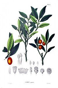 fortunella japonica