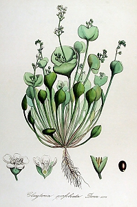 claytonia perfoliata