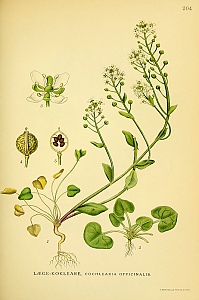 cochlearia officinale