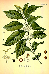 coffea arabica