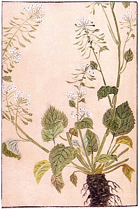 Eutrema japonicum