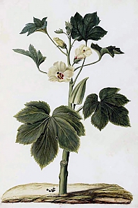 hibiscus esculentus