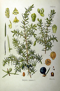 juniperus communis