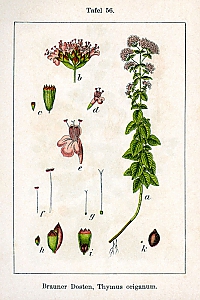 origanum vulgare