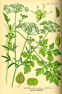 petroselinum crispum