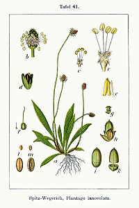 plantago lanceolata