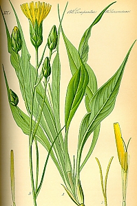 scorzonera hispanica