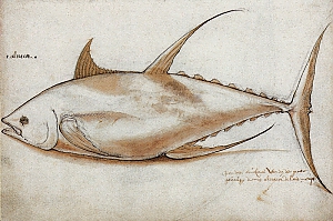 Thunfisch (thunnus)