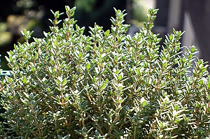 thymus vulgaris ssp. fragrantissimus