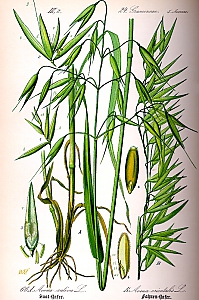 avena sativa