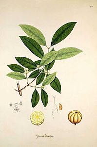 garcinia indica