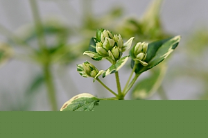 Oregano (oregano vulgare variegata)