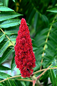 Sumachbl&uuml;te